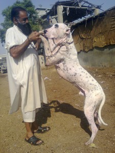 Pakistani Dog