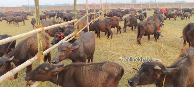 buffalos-for-Gadhimai-TEMPL