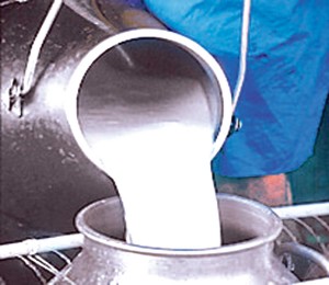बजार अभावका कारण दूध बिक्री भएन