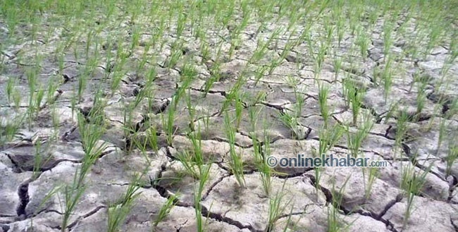 बाँकेमा ३ हप्तादेखि पानी परेन, खेतमै सुक्न थाले धान