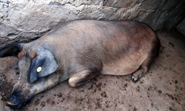अफ्रिकन स्वाइन फिभरका लक्षण देखिएका बङ्गुर मरेपछि किसान चिन्तित