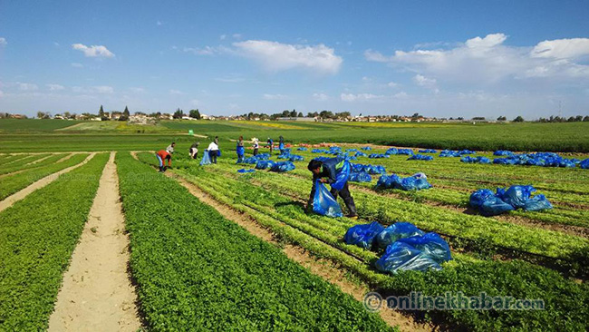 कोरिया र इजरायलमा कृषि प्रशिक्षार्थी पठाउने कुनै योजना छैन : महासंघ