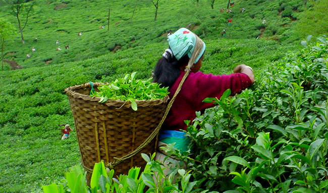 Tea-Bagan