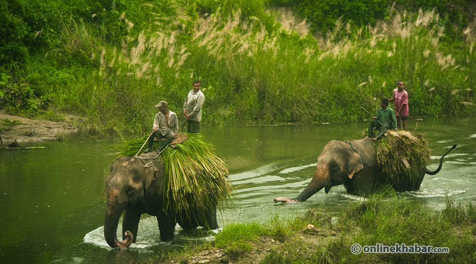 Chitwan (20)