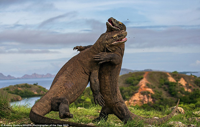 Komodo dragons1