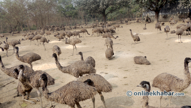 EMU Birds