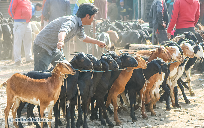 दशैंका खसीबोकामा पनि भारतकै भर