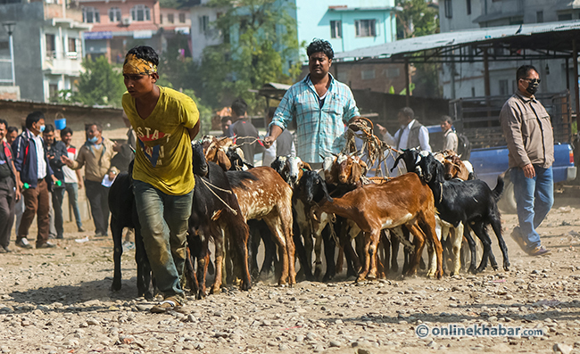 दशैंमा ५५ हजारभन्दा बढी खसीबोका र च्याङ्ग्रा उपत्यका भित्रिने
