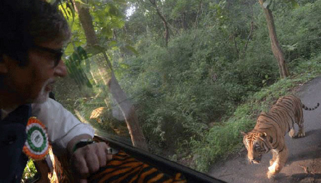 अमिताभलाई ४ किलोमिटरसम्म छाडेन बाघले