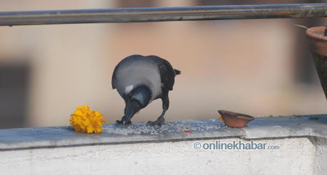 crow tihar-1