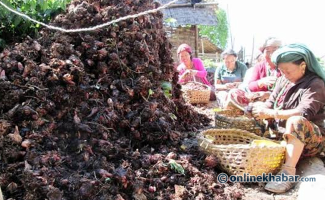 गुणस्तरहीन विदेशी उत्पादन मिसाएर नेपाली उपजको ‘बदनाम’: कृषक