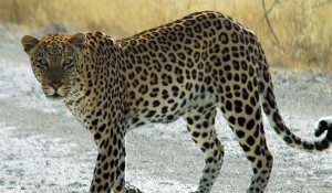 पश्चिम नवलपरासीमा चितुवाको आक्रमणबाट ४ जना घाइते