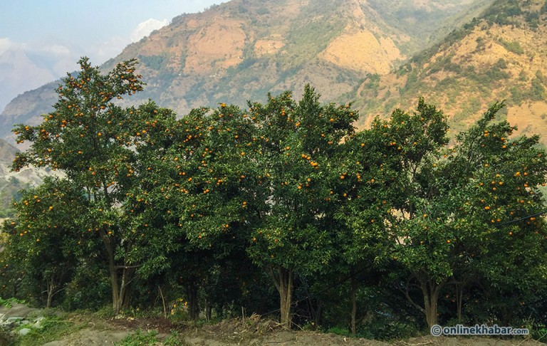 लमजुङमा सुन्तलाको बोट छ, फल छैन