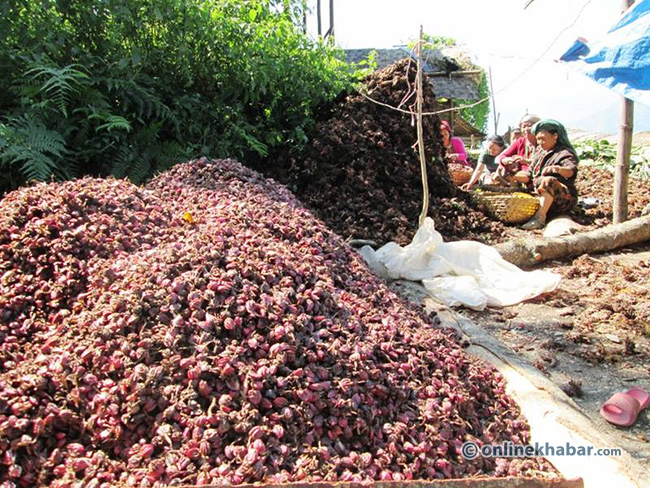 ताप्लेजुङका किसानलाई अलैंची भित्र्याउने चटारो