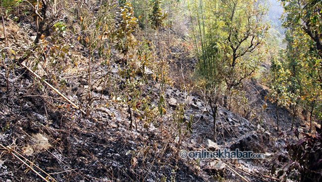 Dhuseni-Forest-Taplejung