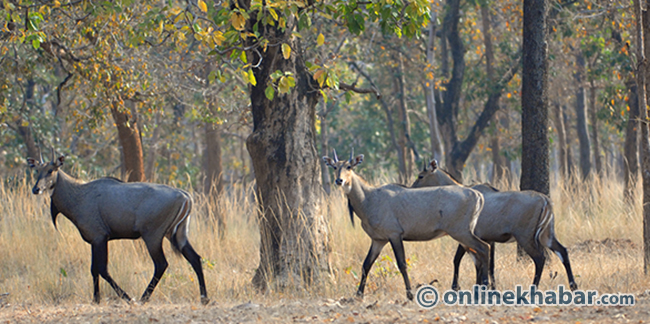 महोत्तरीको जंगलमा एकैसाथ ५ दर्जन नीलगाई फेला