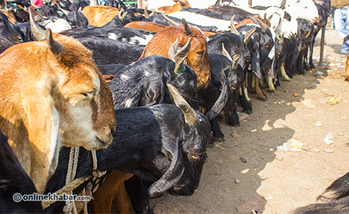 Khasi