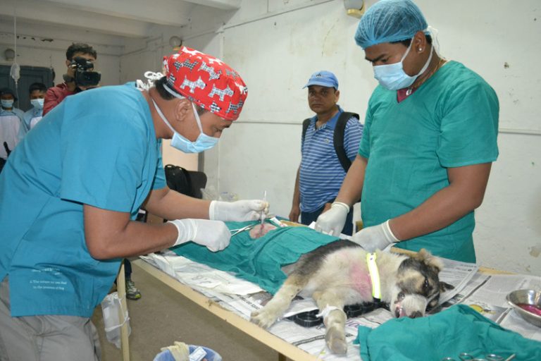 सिंहदरवार क्षेत्रका घुमन्ते कुकुरको बन्ध्याकरण, चिप्स जोडेर निगरानी