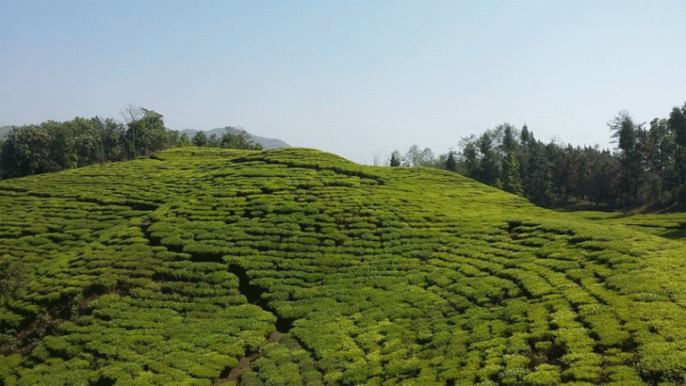 इलामको चियाबारीः घुम्नेलाई मस्ती, किसानलाई सास्ती !