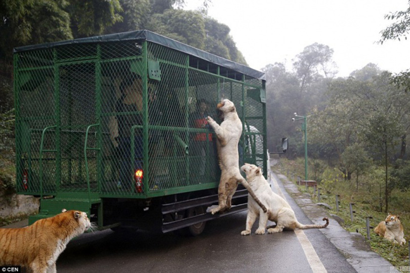 China's Most Ferocious Zoo - Where People Are Caged And Animals Roam Free 2