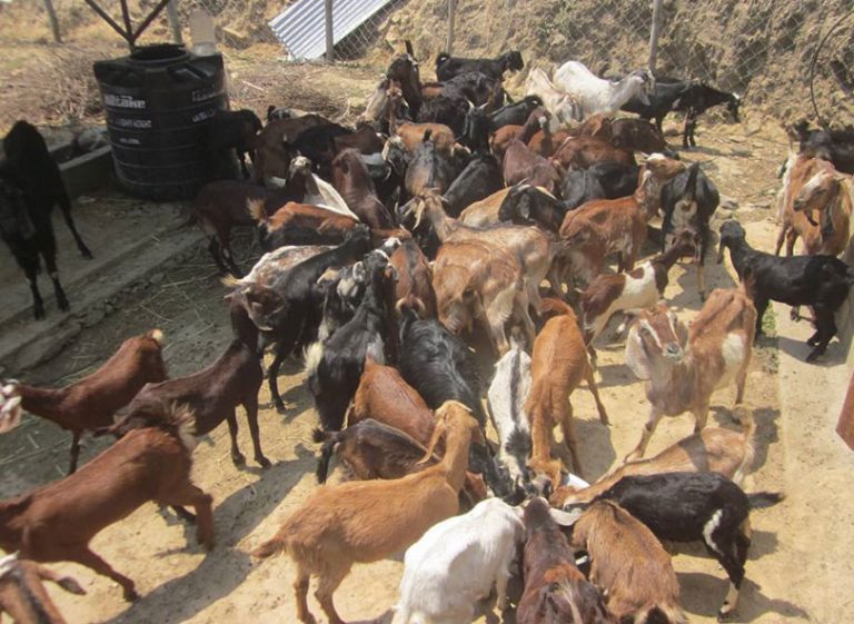 बाख्रापालनबाट नै यसरी कामाउँदैछन् युवा