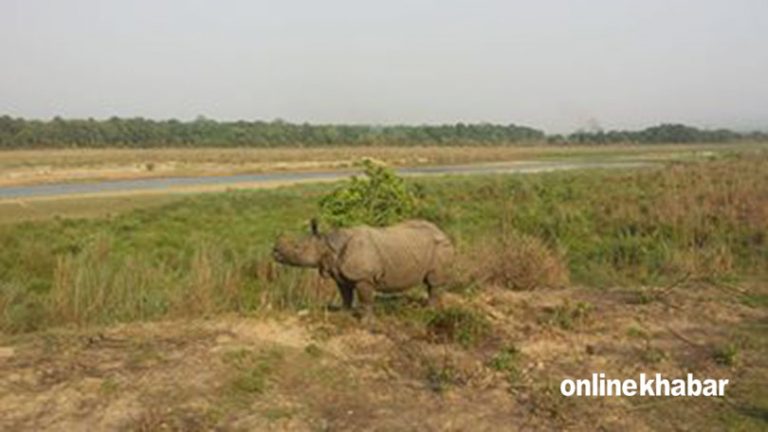 १८ वटा गैंडा विदेश पुगे, अमेरिकामा ६ वटा, भारतमा ४