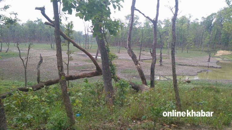 खडेरीले सुक्दै छन् चितवन राष्ट्रिय निकुञ्जका ताल