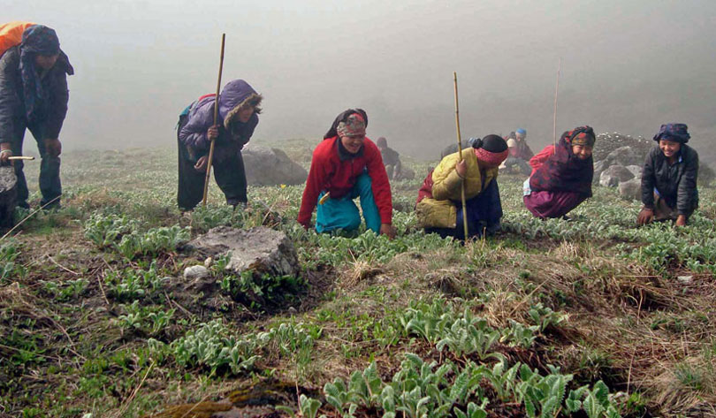 लोप हुँदै हिमाली जडीबुटी