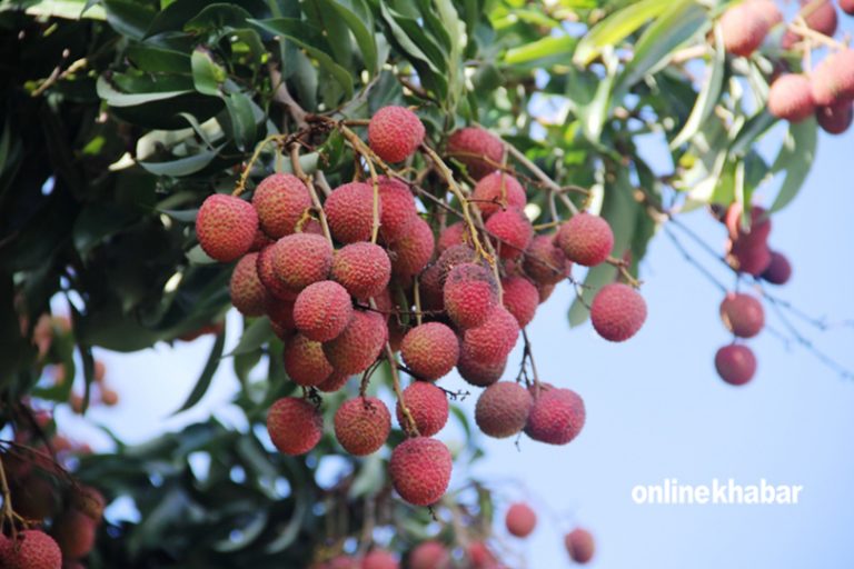 लिचीको भाउ बढ्यो, किलोको कति ?