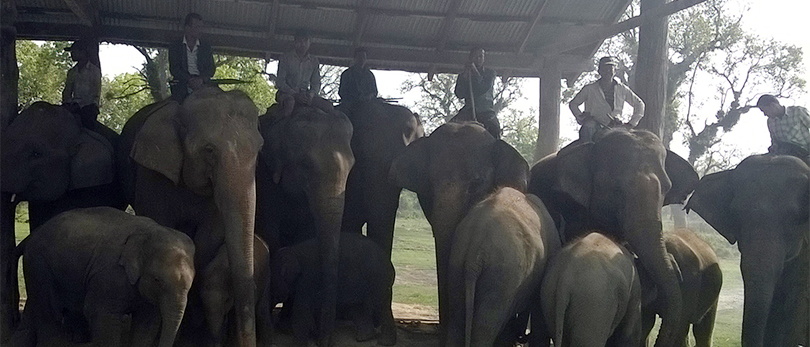 Elephant-at-Chitwan