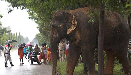 हात्ती आतंक रोक्न नेपालले सीमामा विद्युतीय तारबार गर्दा बंगाल सरकार रुष्ट