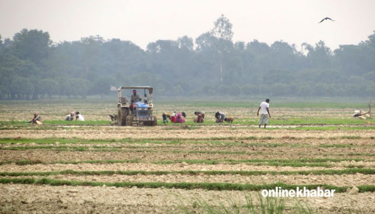 समयमै पानी नपर्दा प्रदेश १, मधेश र बागमतीमा गत वर्षभन्दा कम रोपाइँ 