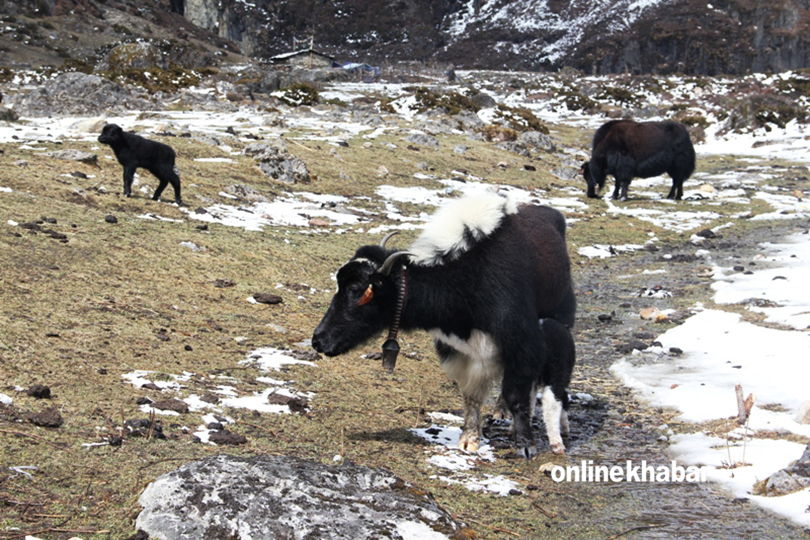 मौसम परिवर्तनले हिमाली क्षेत्रका पशुपालक समस्यामा – Online Khabar