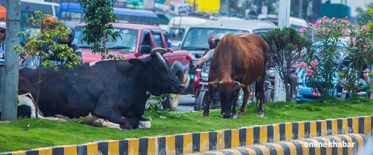 यी गाईवस्तु छाडा हुन् कि काठमाडौंका मान्छे ? (तस्वीरसहित)