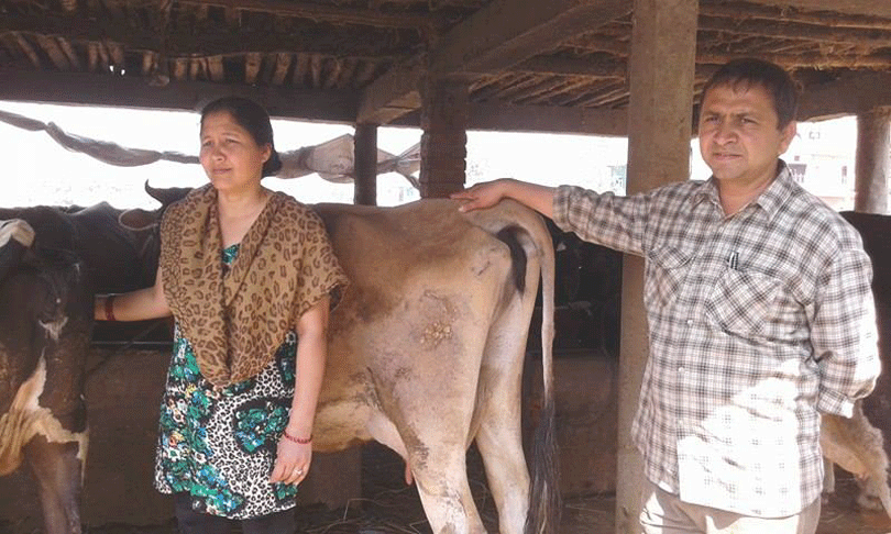 समाजशास्त्रमा डिग्री गरेका दम्पती व्यवसायिक गाईपालनमा