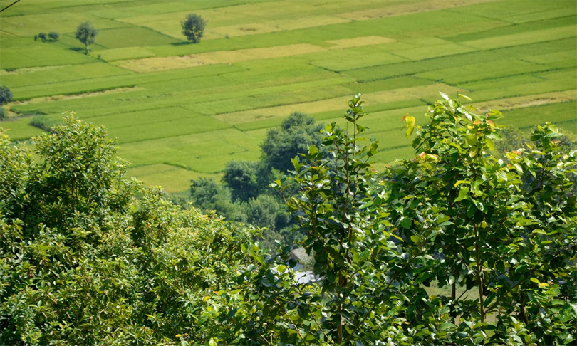 faaat-phat-khet-fielda