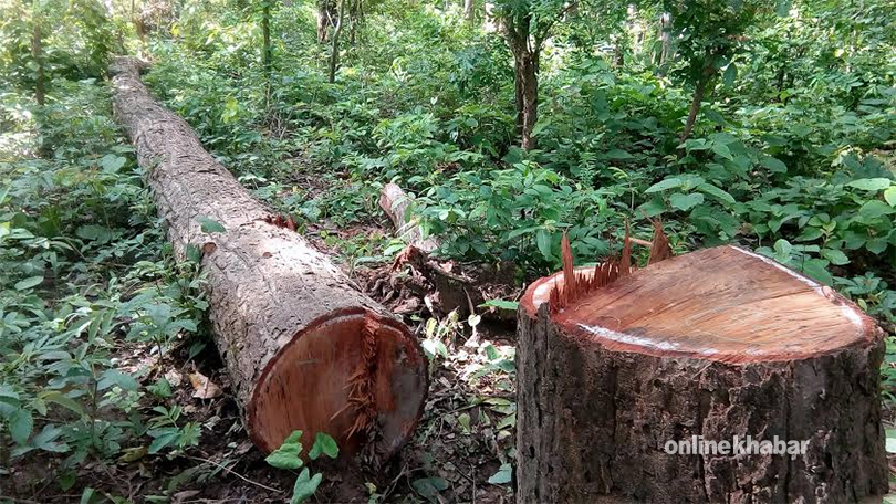 Deforestation-at-Rautahat