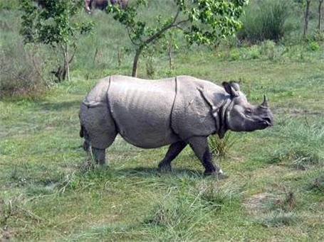 चितवनमा गैँडाको आक्रमणबाट एक जनाको मृत्यु   