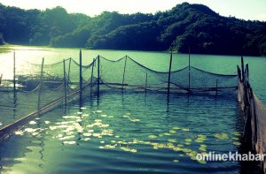 रूपा तालमा माछाको उत्पादन घट्यो