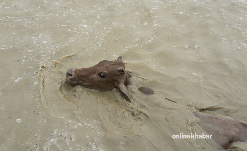 Saptari Flood (1)