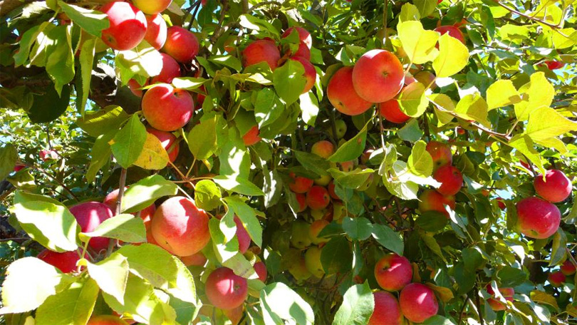 apple-nepali