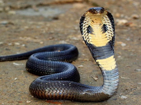 cobra-snake