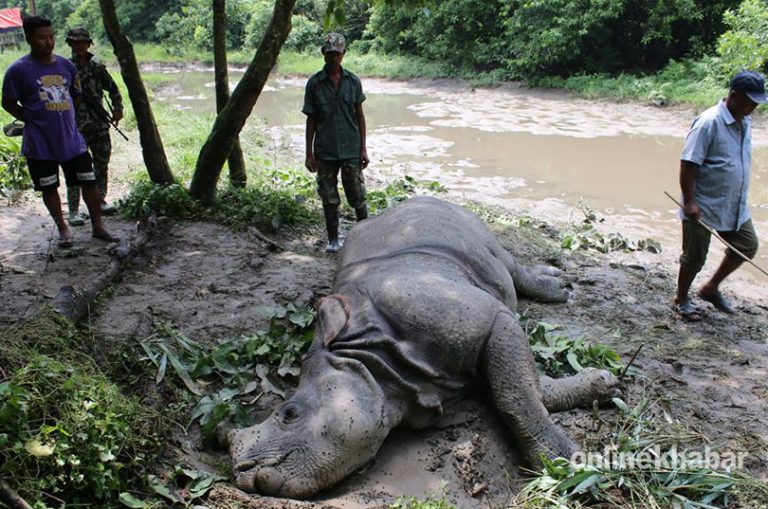 चितवनमा याे वर्ष २२ गैंडाको मृत्यु, २० वटा प्राकृतिक कारणले