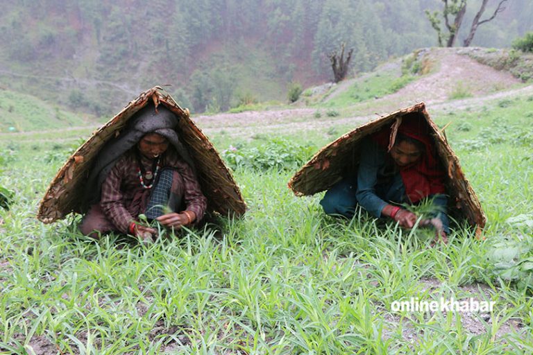 लामो खडेरीपछिको बर्षाले मुगुमा खुसियाली
