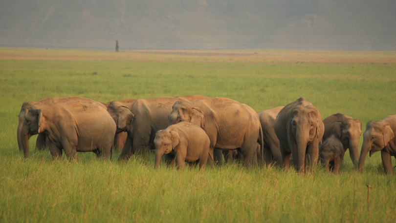 An_elephant_herd_at_Jim_Corbett_National_Park