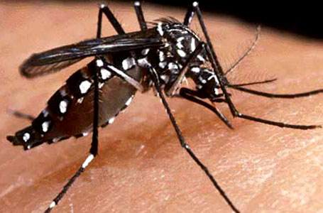 भारतमा चिकनगुन्याको महामारी, नेपालमा पनि भित्रने खतरा