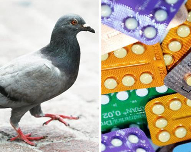 contraceptive-pills-for-pigeons