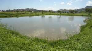 machchha-pokhari-fish-pond