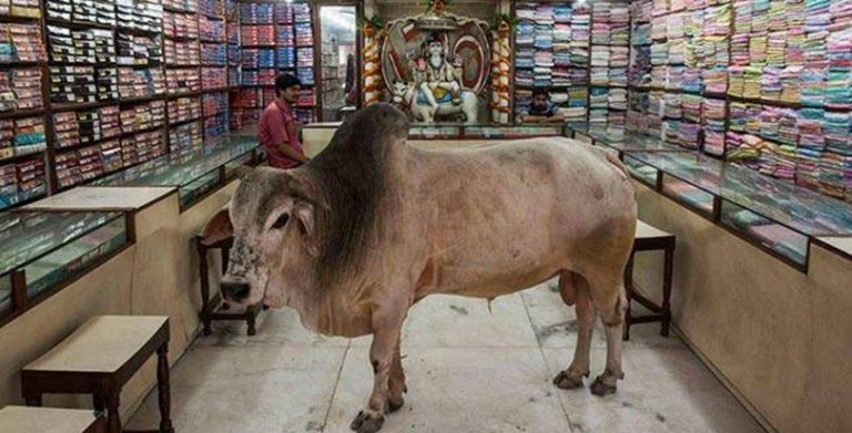 साडी पसल मन पराउने विचित्रको साँढे