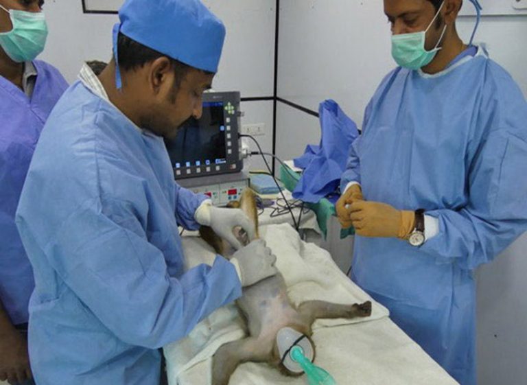 बाँदरको बन्ध्याकरण !
